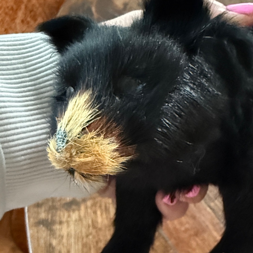 Vintage black bear real fur - Picture 7 of 7